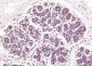 HSP20 Polyclonal Antibody